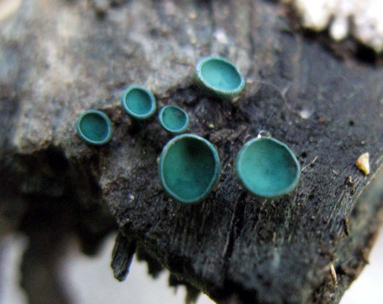 Chlorociboria aeruginosa